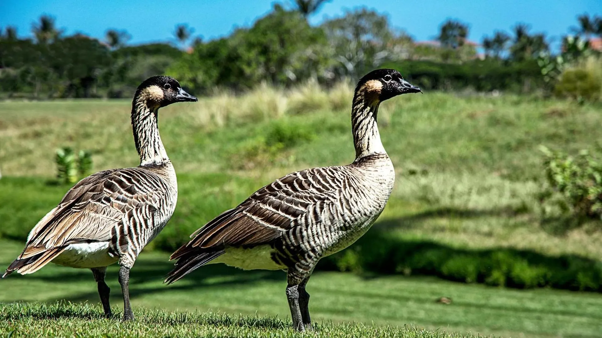 Fairway Villas Waikoloa I21 United States